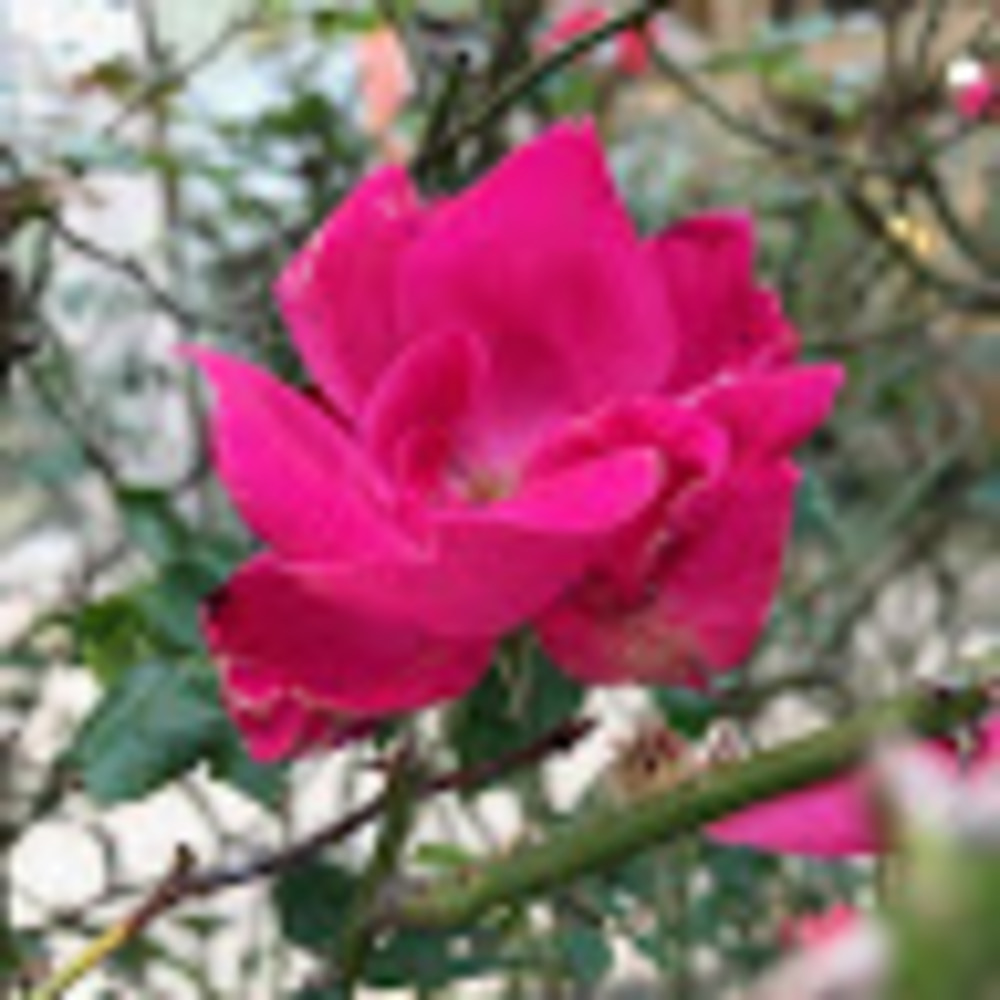 Meet your Posher, Donna